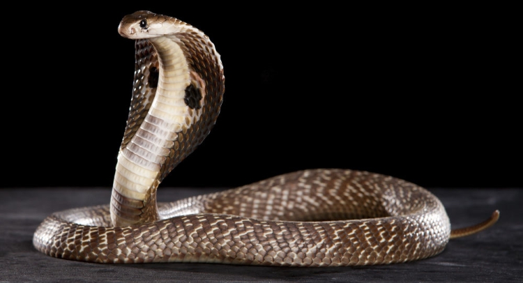 Mơ Thấy Rắn Đen Điềm Báo Gì? Giải Mã Giấc Mơ, Ý Nghĩa Tâm Linh - SG AQUA