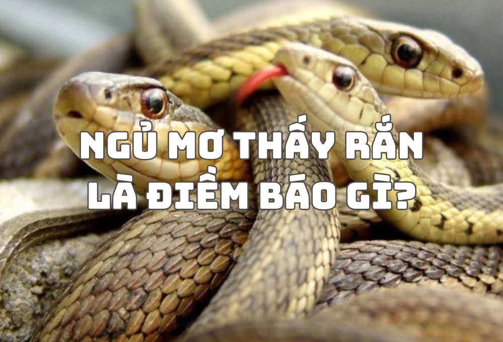 Mơ thấy rắn là điềm gì​
